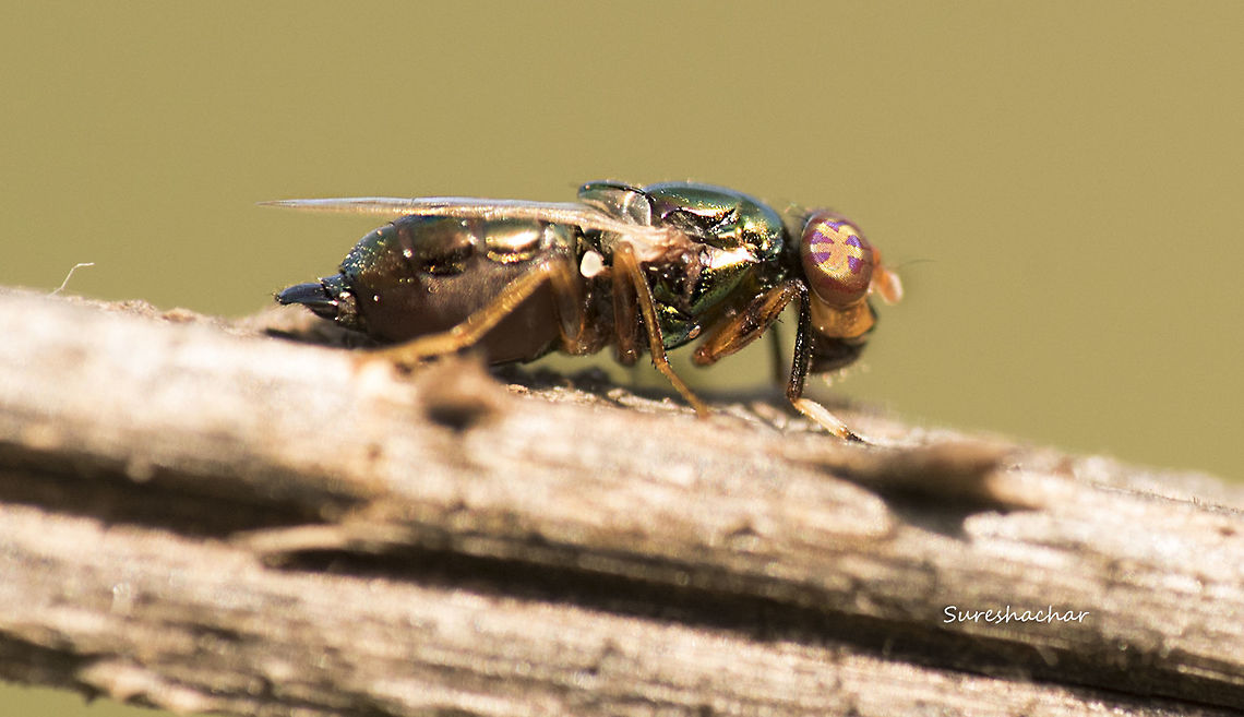 fly  Fly,India,wildlife