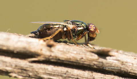 fly  Fly,India,wildlife