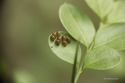 Insect Eggs  Coreidae,Eggs,Hemiptera,Heteroptera,Insects,Macro,beauty