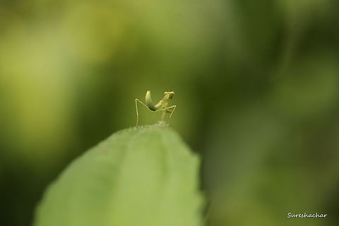 Mantis  Fall,Garden,Geotagged,India,Macro Garden,Mantis,wildlife