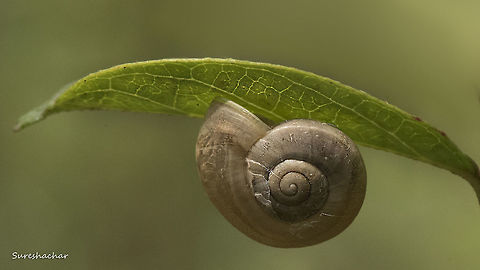 Snail  Macro,Snail,wildlife