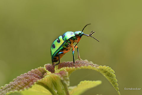 Jewel_Bug Jewel Bug Bugs,Fall,Geotagged,India,Macro,wild,wildlife
