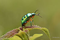 Jewel_Bug Jewel Bug Bugs,Fall,Geotagged,India,Macro,wild,wildlife