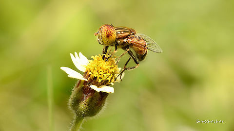 Hoverfly  Eristalinus megacephalus,Fall,Geotagged,India,Macro,Macro Garden,hoverfly