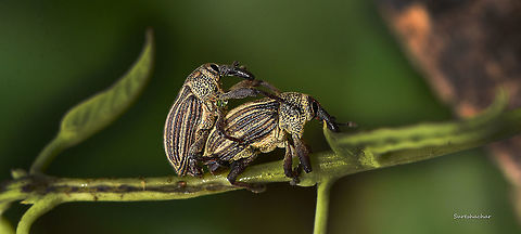 Boll weevil  Fall,Geotagged,India,mating,mating display,wild,wildlife