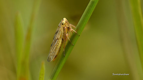 id pls it was very small to see in the grass.. Bugs,Fall,Geotagged,India,Insects,Macro,Macro Garden,flying insects