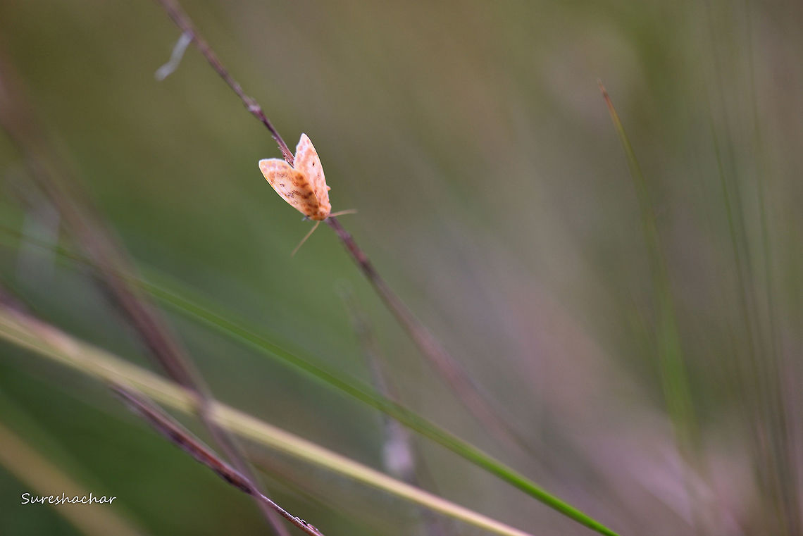 Moth  Fall,Geotagged,India,Insects,Macro,Moth,beauty