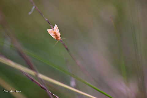 Moth  Fall,Geotagged,India,Insects,Macro,Moth,beauty