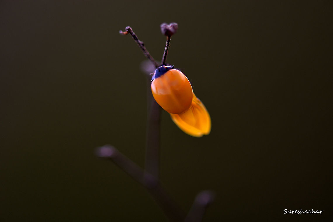 Yellow Ladybug,  Coccinellidae,Fall,Geotagged,India,Ladybug,Teneral,flying insects