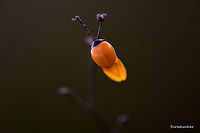 Yellow Ladybug,  Coccinellidae,Fall,Geotagged,India,Ladybug,Teneral,flying insects