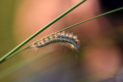 Caterpillar  Caterpillar,Fall,Geotagged,India,moth caterpillar