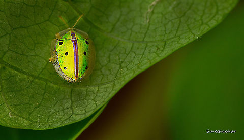 Tortoise beetle  Chiridopsis bipunctata,Fall,Geotagged,India,Insects,Macro Garden,Sweetpotato tortoise beetle,Tortoise Beetle,beetle,wildlife
