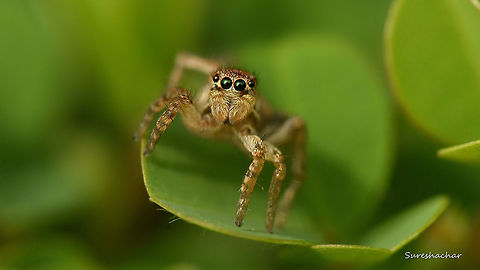 jumping Spider  Fall,Geotagged,India,Jumping Spider,Spiders,wildlife