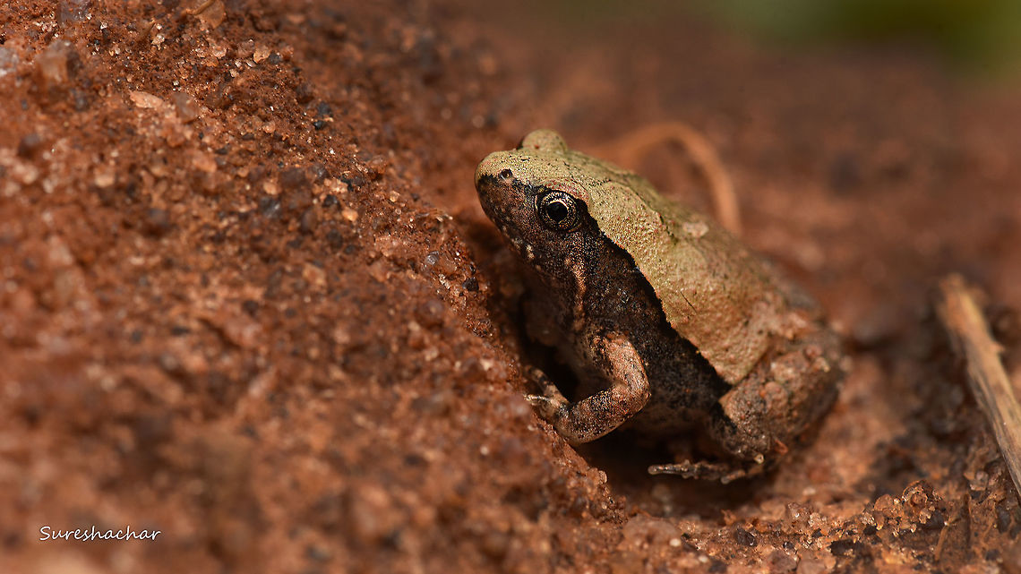 Frog  id pls  Fall,Geotagged,India,Macro Garden,Microhyla nilphamariensis,frog,wildlife