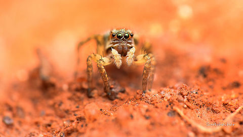 jumping Spider found near gunjur,bangalore,karnatak india.. Fall,Geotagged,India,Jumping Spider,Spiders