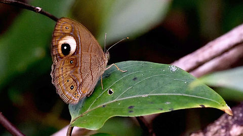 Butterfly  Butterfly,Fall,Geotagged,Gladeye Bushbrown,India,Mycalesis patnia,insects