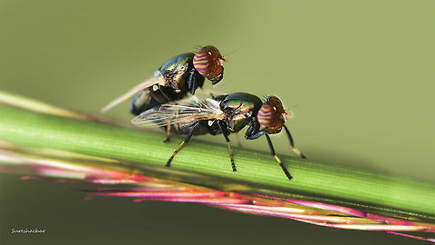 Fly_Mating @ Gunjur, bangalore, India Fall,Fly,Geotagged,India,Insects,mating,wildlife