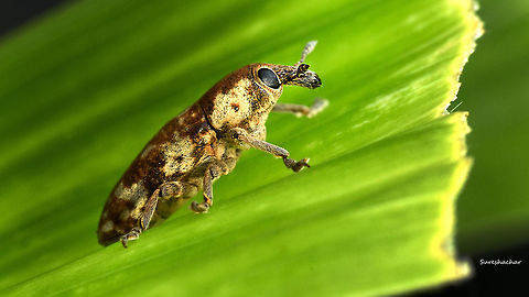 Weevil found near Gunjoor.. Fall,Geotagged,India,Insects,Macro Garden,weevil,wildlife