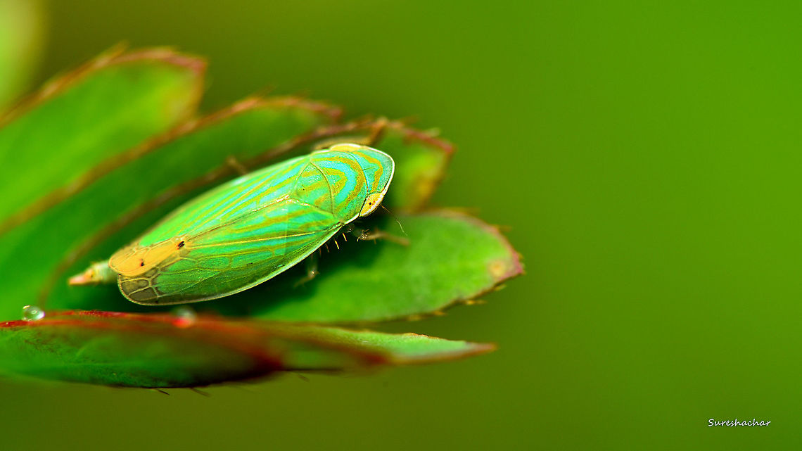 id pls  Fall,Geotagged,India,Insects,Macro Garden,wildlife