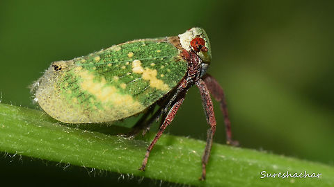 Closeup of Eurybrachys tomentosa  Eurybrachys tomentosa,Fall,Geotagged,India