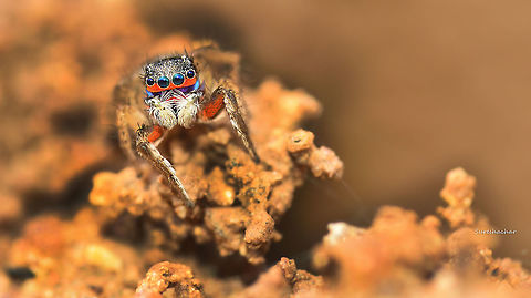 jumping Spider It was very sunny, waiting for me... Fall,Geotagged,India,Jumping Spider,Spider,Stenaelurillus lesserti