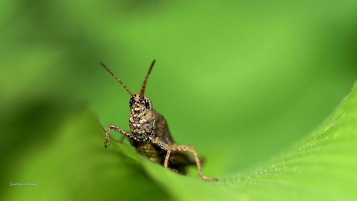 Grasshopper Grasshopper Grasshopper