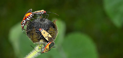 Mating id pls  Dysdercus,Dysdercus cingulatus,Fall,Flowers,Geotagged,Hemiptera,Heteroptera,India,Insects,Mating,Pyrrhocoridae,Red cotton bug