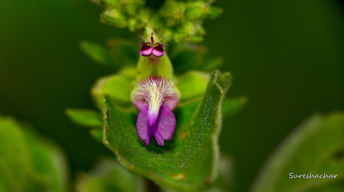 Indian Catmint  Anisomeles indica,Fall,Geotagged,India,Wildflowers,wildlife