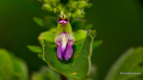 Indian Catmint  Anisomeles indica,Fall,Geotagged,India,Wildflowers,wildlife