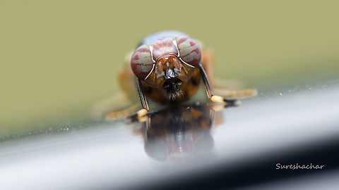fly  Fall,Fly,Geotagged,India,Insects