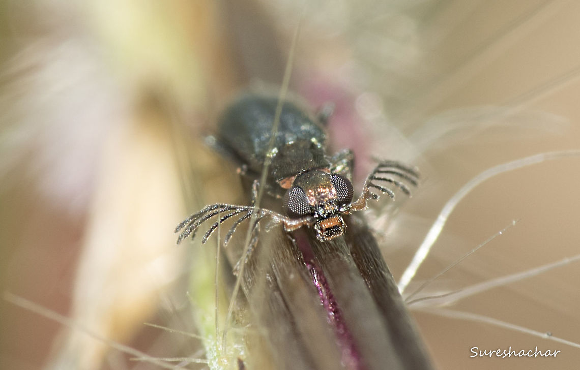 Antler like Beetle  Fall,Geotagged,India,Insects,Stick insect,antler velvet,beetle