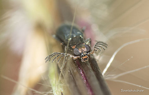 Antler like Beetle  Fall,Geotagged,India,Insects,Stick insect,antler velvet,beetle