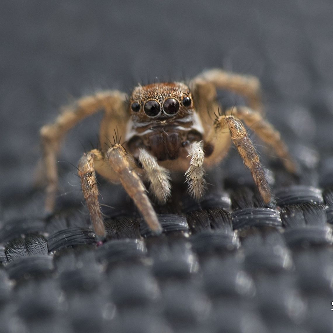 jumping Spider  Geotagged,India,Jumping Spider,Spiders