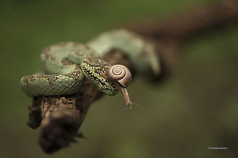 Malabar_pit_viper  Geotagged,India,Malabar pit viper,Snakes,Summer,Trimeresurus malabaricus,malabar pit viper,snail