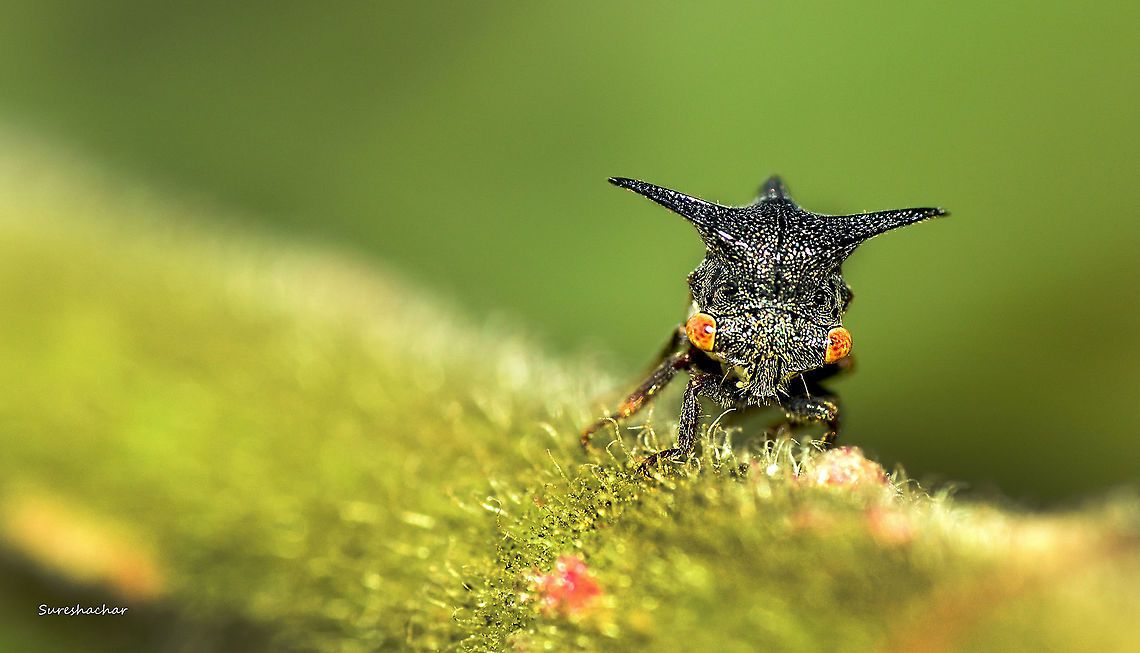 Treehopper Leptocentrus sp. Fall,Geotagged,India,Leptocentrus,Treehopper,membracidae