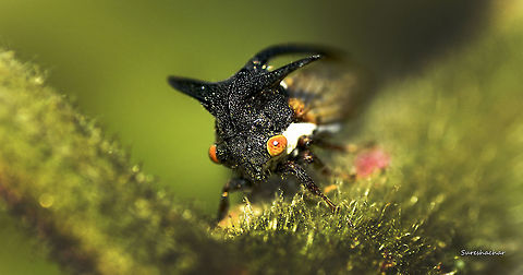 Treehopper Hi
Leptocentrus sp.  Fall,Geotagged,India,Leptocentrus,Treehopper,membracidae