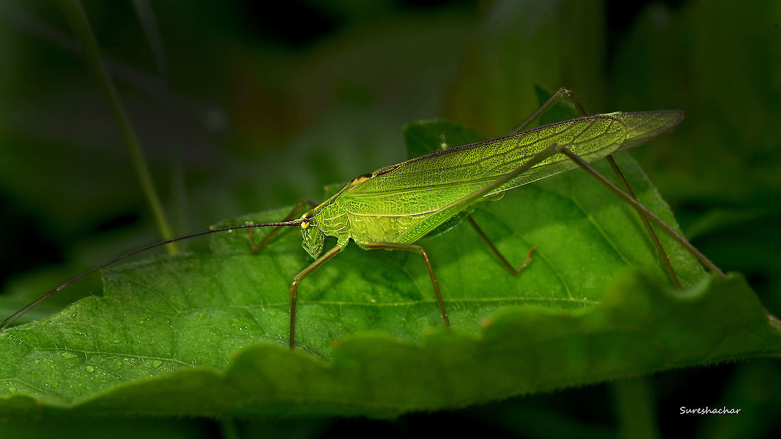 GREENINSECT  Fall,Geotagged,Green,India,Orthoptera,Tettigoniidae,katydid