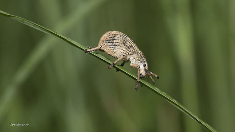 weevil  Fall,Geotagged,India,beetle,flying insects,weevil