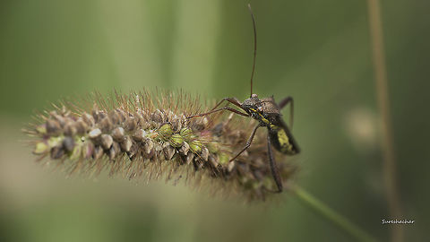 Bug ID pls  Fall,Geotagged,India,Insects