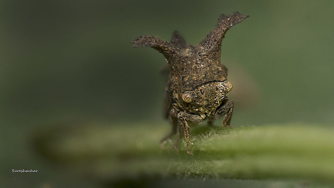 Tree hopper  Fall,Geotagged,India,Treehopper