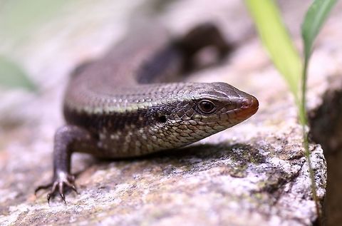 Lizard  Eutropis carinata,Eutropis macularia,Fall,Geotagged,India,Keeled Indian Mabuya,lizard