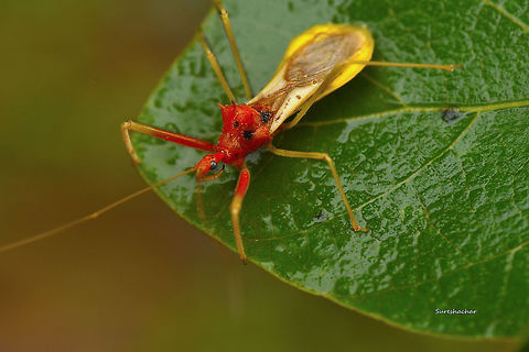assassin bu  Bugs,Geotagged,India,Insects,Macro,Summer,wildlife