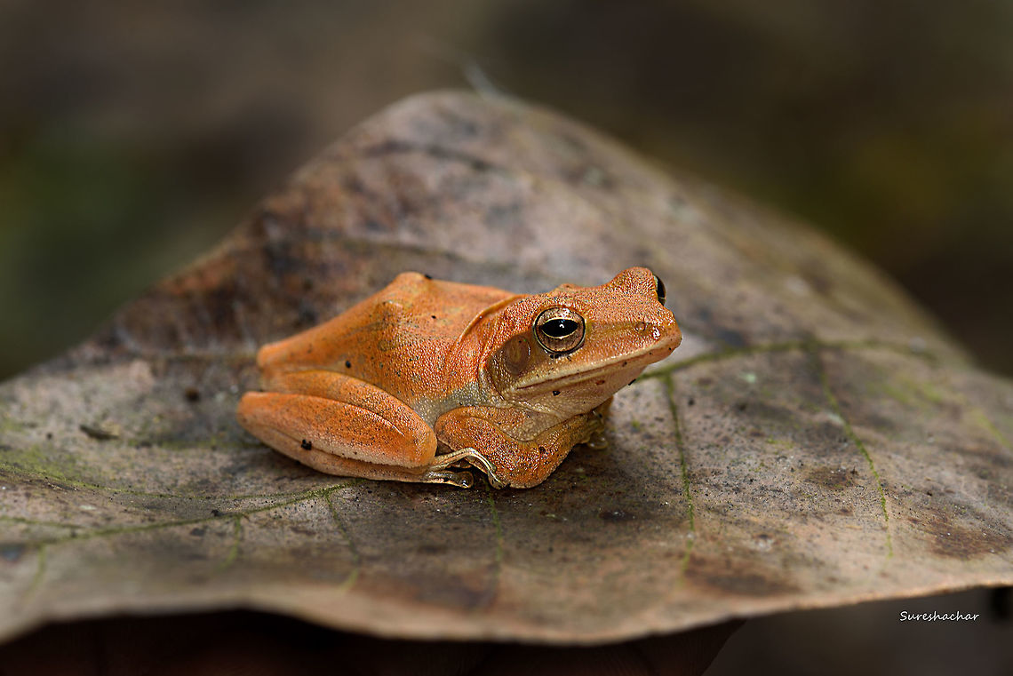Polypedates maculatus  India,Polypedates maculatus,Polypedatus maculatus,frog