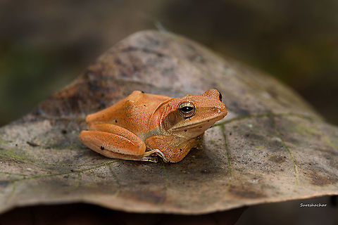 Polypedates maculatus  India,Polypedates maculatus,Polypedatus maculatus,frog