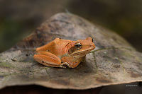 Polypedates maculatus  India,Polypedates maculatus,Polypedatus maculatus,frog