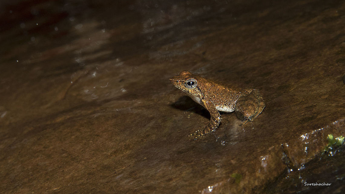 Dancing frog-Micrixalus kottigeharensis Found in kodachadri.. India,Micrixalus kottigeharensis,frog