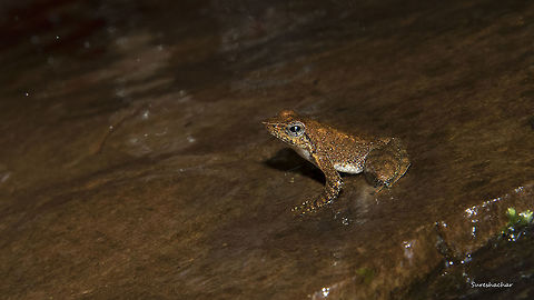 Dancing frog-Micrixalus kottigeharensis Found in kodachadri.. India,Micrixalus kottigeharensis,frog