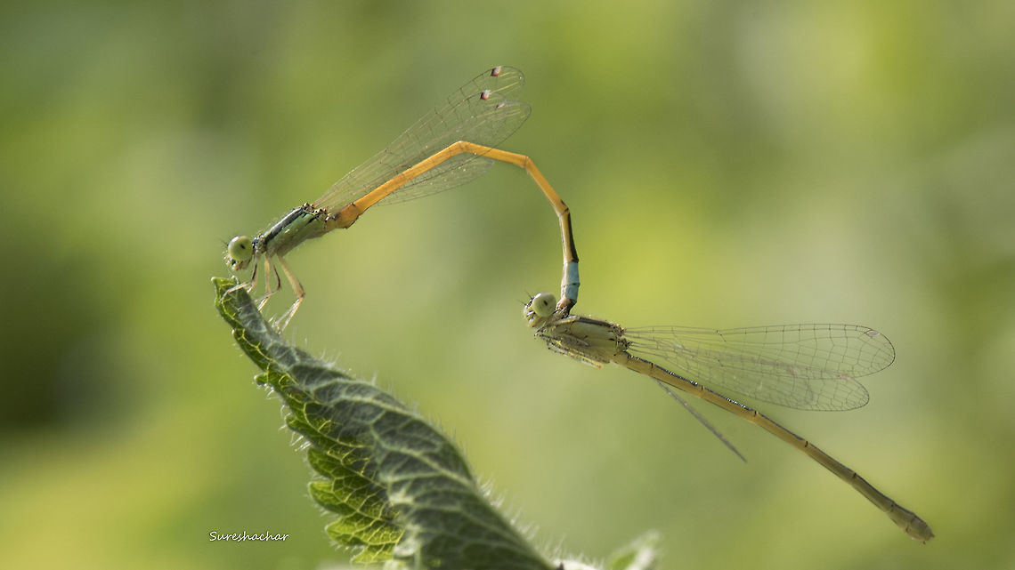 The Golden Dartlet From kodachadri,karnataka. Dragonfly,Fall,Geotagged,Golden Dartlet,India,Ischnura aurora
