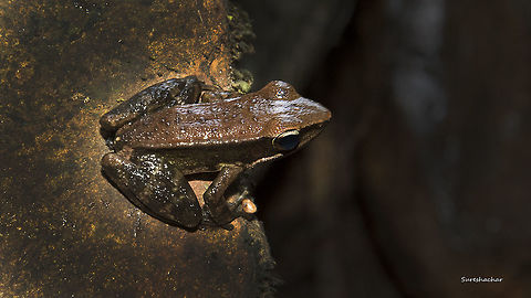 Common Indian Tree Frog kodachadri ,karnataka,india Fall,Geotagged,India,Indosylvirana indica,tree frog