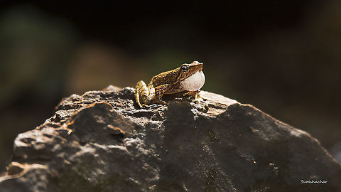 Tree Frog From kodachadri Fall,Geotagged,India,Micrixalus kottigeharensis,tree frog